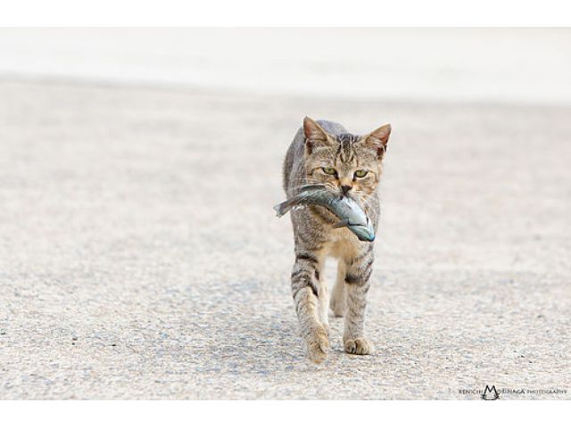 ネコの島 相島 島巡り 猫写真の撮影ポイントをプロがレクチャー スマホもok Sns映え写真もお任せ じゃらん限定 猫写真家 森永健一写真教室 じゃらん遊び体験 ネコの島 相島 島巡り 猫写真の撮影ポイントをプロがレクチャー スマホもok Sns映え写真もお任せ じゃらん限定 猫写真家 森永健一写真教室 じゃらん遊び体験