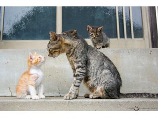 ネコの島 相島 島巡り 猫写真の撮影ポイントをプロがレクチャー スマホもok Sns映え写真もお任せ じゃらん限定 猫写真家 森永健一写真教室 じゃらん遊び体験 ネコの島 相島 島巡り 猫写真の撮影ポイントをプロがレクチャー スマホもok Sns映え写真もお任せ じゃらん限定 猫写真家 森永健一写真教室 じゃらん遊び体験