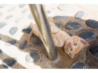 ネコの島 相島 島巡り 猫写真の撮影ポイントをプロがレクチャー スマホもok Sns映え写真もお任せ じゃらん限定 猫写真家 森永健一写真教室 じゃらん遊び体験 ネコの島 相島 島巡り 猫写真の撮影ポイントをプロがレクチャー スマホもok Sns映え写真もお任せ じゃらん限定 猫写真家 森永健一写真教室 じゃらん遊び体験