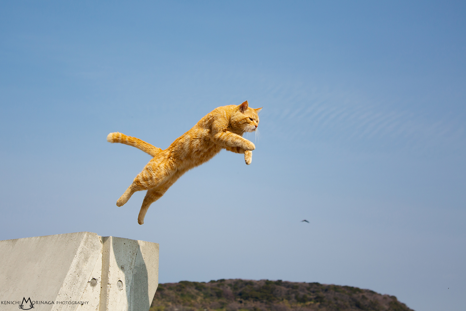 ネコの島 相島 島巡り 猫写真の撮影ポイントをプロがレクチャー スマホもok Sns映え写真もお任せ じゃらん限定 猫写真家 森永健一写真教室 じゃらん遊び体験