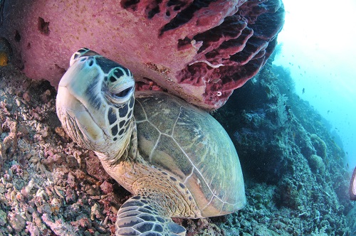事前の練習で安心してから海外に行くのがおススメです