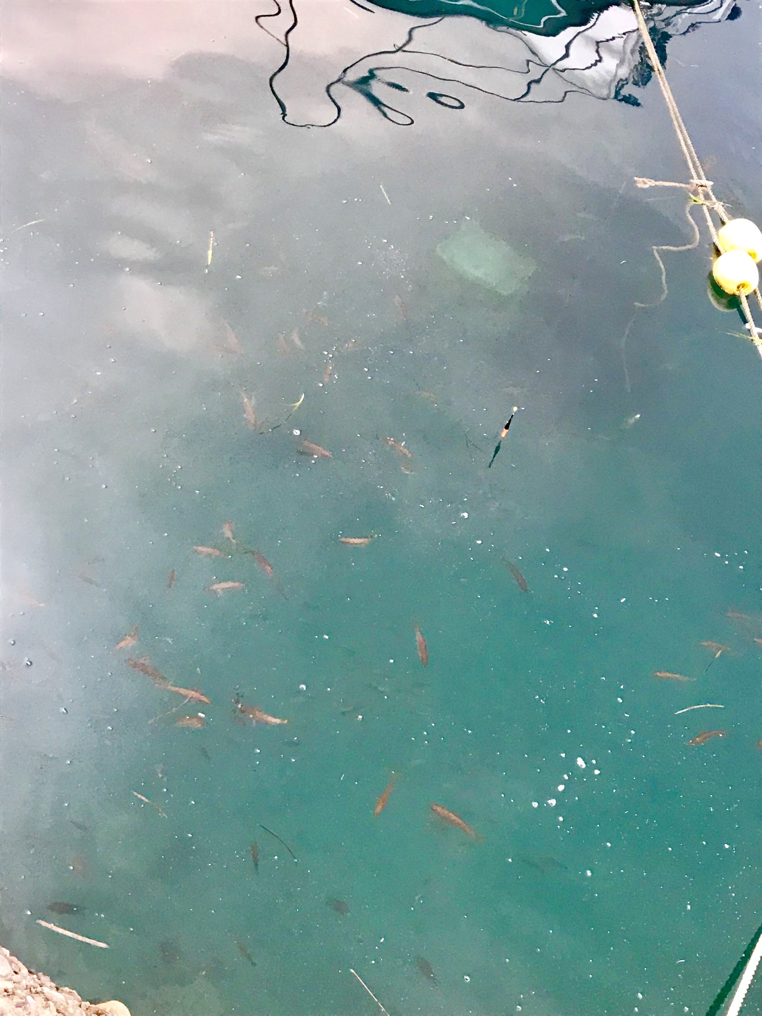 防波堤×釣り(サビキ)体験≪気軽にどうぞ♪半日プラン≫【ご家族様で楽しめる!!】...