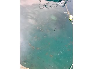シマアジが沢山集まっている様子です。