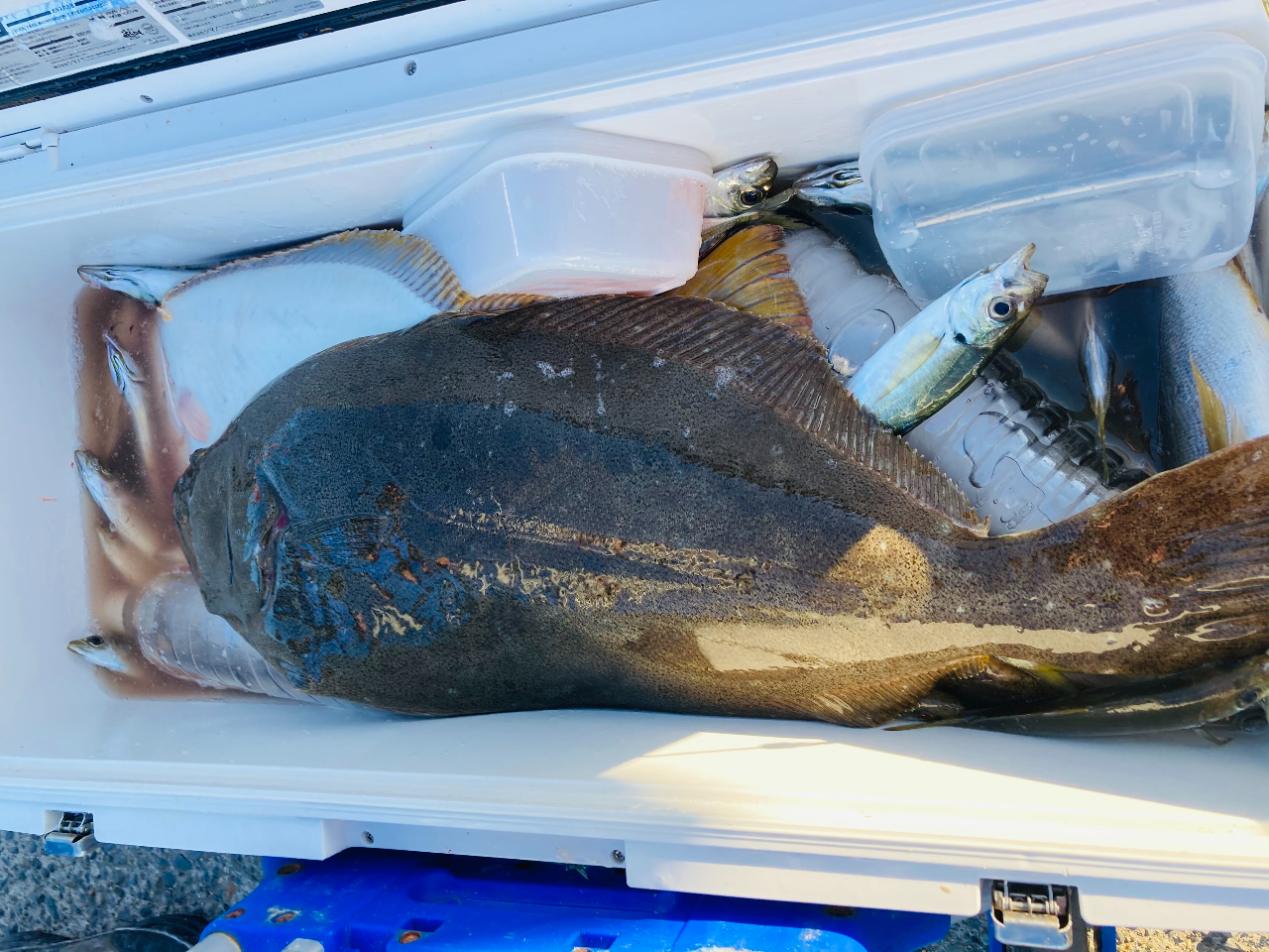 11月ヒラメも釣れました。