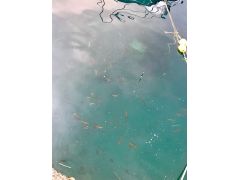 シマアジが沢山集まっている様子です。