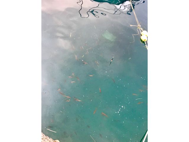 シマアジが沢山集まっている様子です。