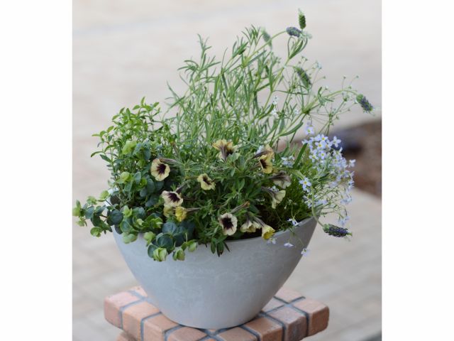 画像はイメージです。お花や鉢はその時在庫してるものになります。プレミアムな苗をお選び頂いた場合は追加料金が必要な場合もあります。