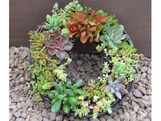 藤のベースに多肉とセダムを寄せ植えしてリースを作ります