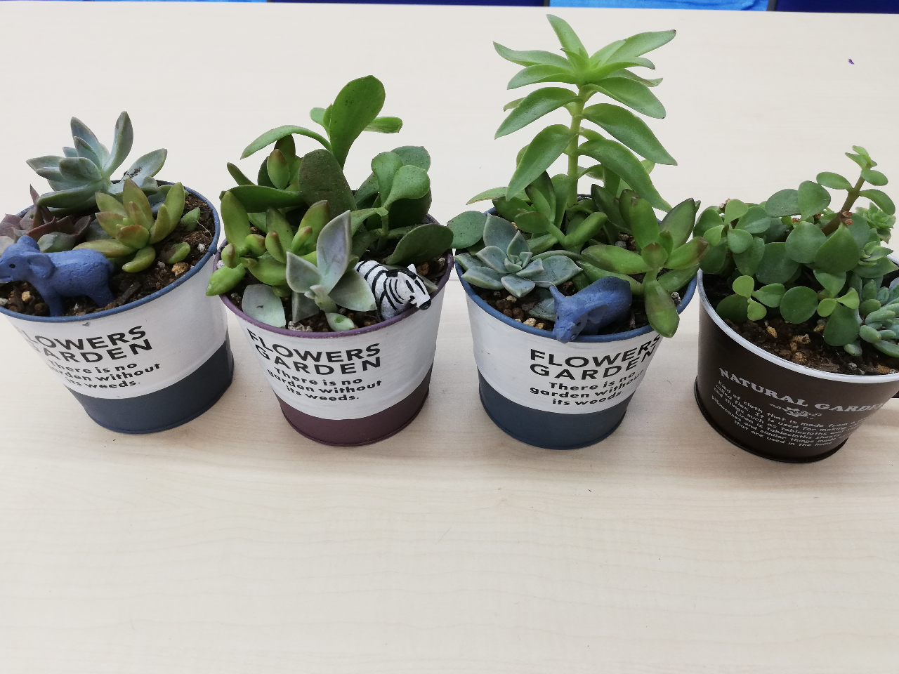 【オンライン体験】多肉植物寄せ植えレッスン