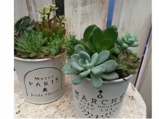 Jozpictsihpzp 完了しました 多肉植物 イベント 関東 21 1005 多肉植物 イベント 関東 21 Jozpictsihpzp 完了しました 多肉植物 イベント 関東 21 1005 多肉植物 イベント 関東 21