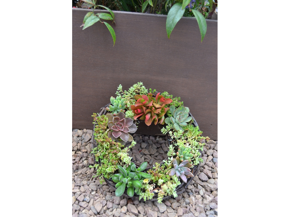 【オンライン体験】多肉植物リースレッスン