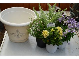 鉢とお花は一例です