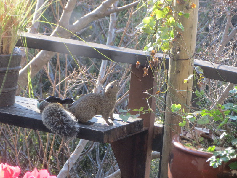 陶八画に遊びに来るリスのスーリーちゃんです
