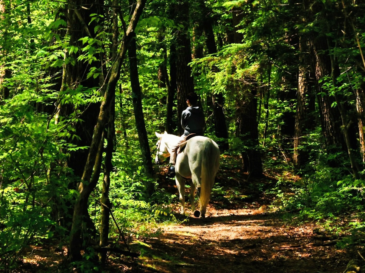 木漏れ日がさす林道をのんびりと。