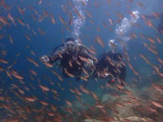 夢じゃない!!
たくさんのお魚と一緒にダイビング☆
カップル・ご家族・ご友人などと水中世界を楽しめます!