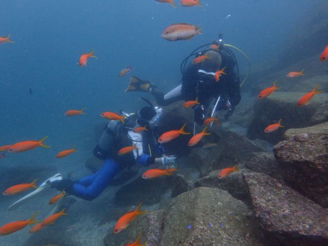 まるで水族館の中よう(*^-^*)
魚の種類が豊富な《大瀬崎》で安心して潜れます★