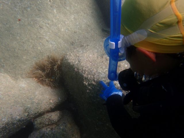 お子さまも参加されています!
たった今、クマノミのKIDSを見つけたところ(=゚ω゚)ノ
どこにいるか見付けれますか??