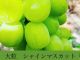 甘〜い大粒シャインマスカット