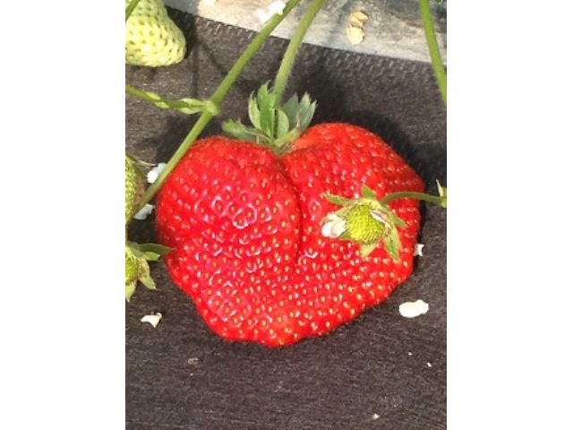 大玉のあまおう!大きくてもおいしい〜