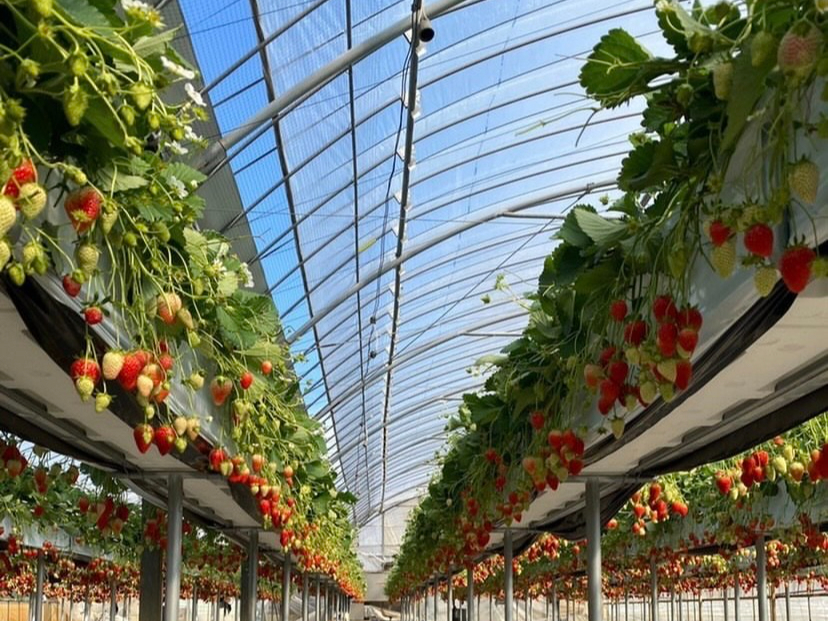 かおり野(3月頃の風景)