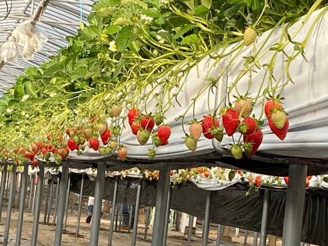 かおり野食べ放題