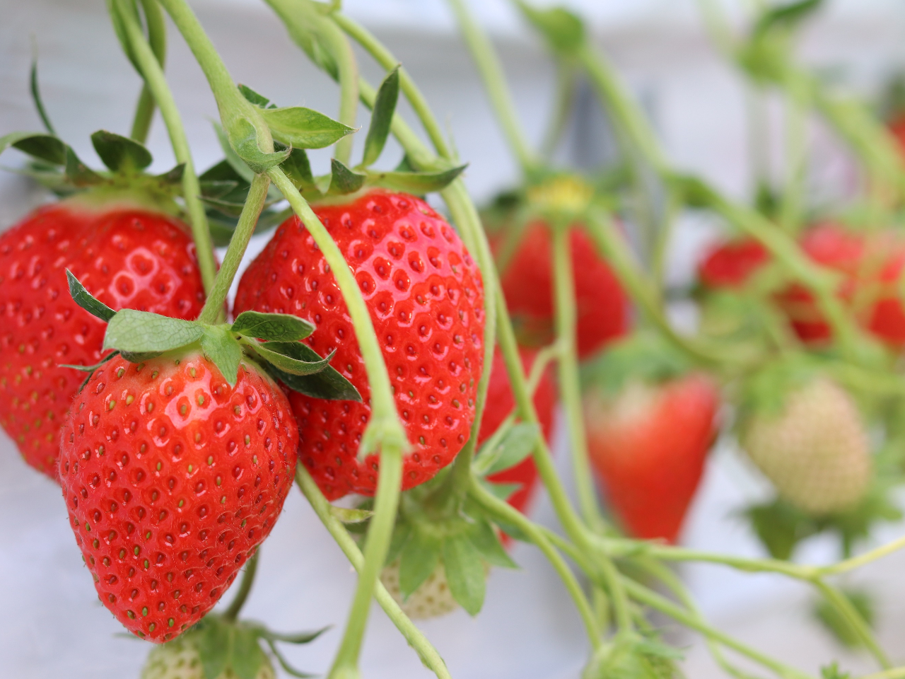 �Â��V�N�Ȃ�������