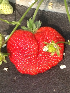 ��ʂ̂��܂����I�傫���Ă����������`