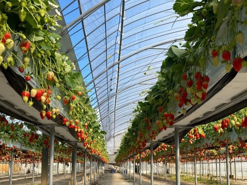 ���_���̂������́A�󒆂ɕ����Ă���A �p����Ⴍ���āA�ʐ^���B�鎖�ɂ�� ���z�I�Ȏʐ^���B��܂��`�I�@�p���[�X�|�b�g�@(((o(*߁��*)o)))