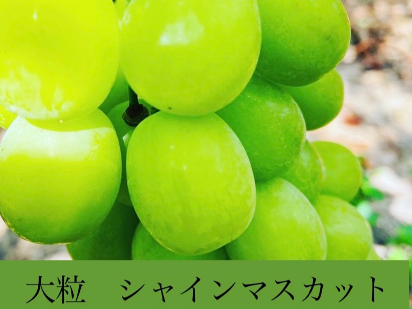 �Á`���嗱�V���C���}�X�J�b�g