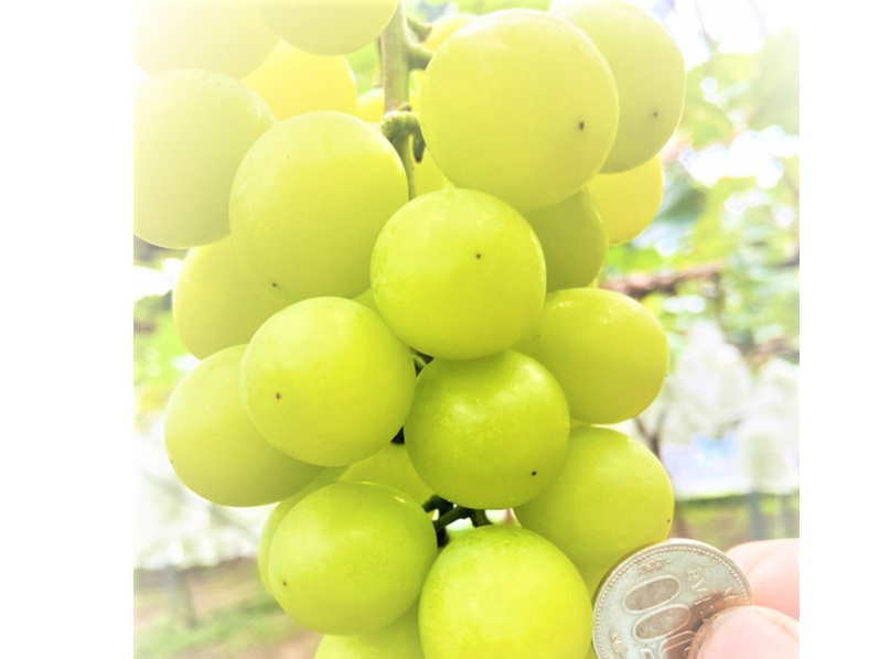 �Ղ���Ղ�̐V�N�ȊÁ`���V���C���}�X�J�b�g�a���`��