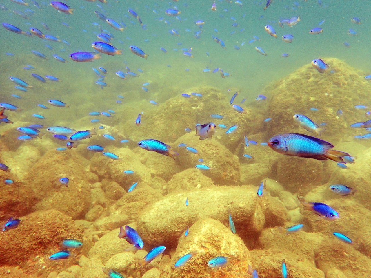 �t�B�b�V���E�H�b�`���O���y���݂܂��傤�I