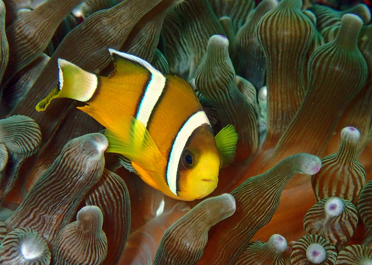 �N�}�m�~�ɉ�邩���H