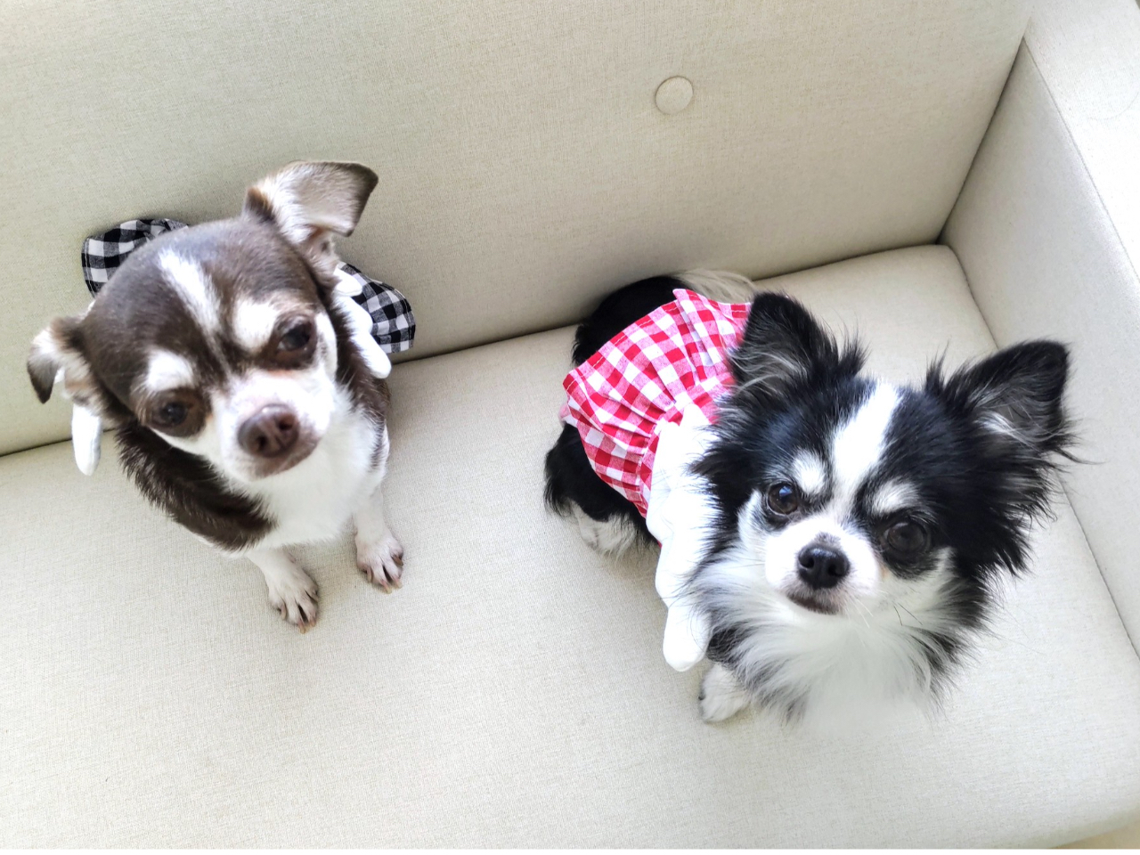 Ŕi`jƂ̃bX\łBƂĂth[ȃRłB܂Ȃ̂łSB