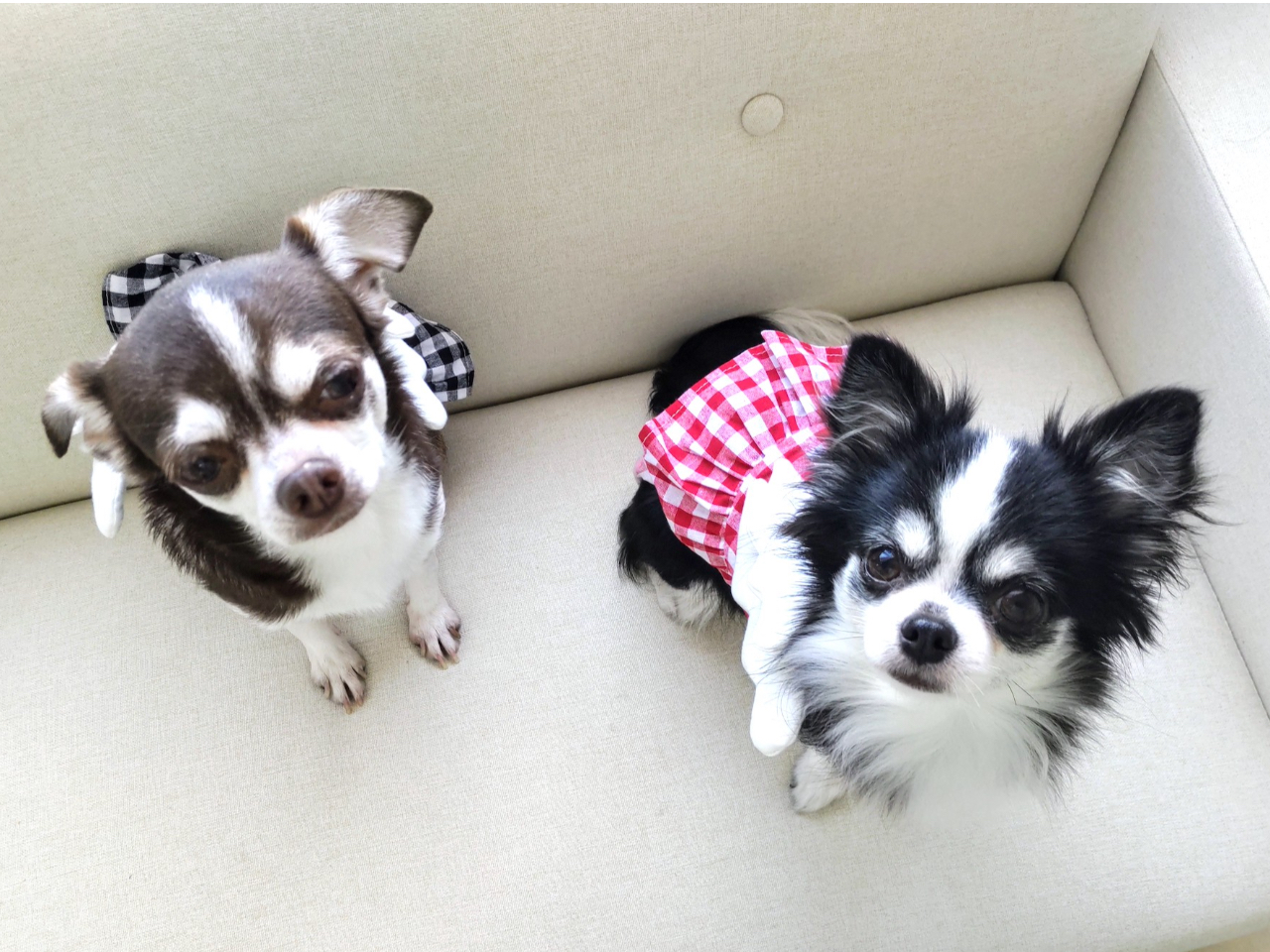 Ŕi`jƂ̃bX\łBƂĂth[ȃRłB܂Ȃ̂łSB