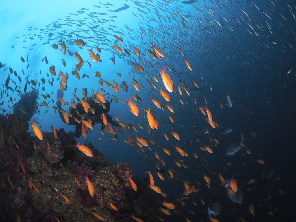 伊豆は魚がいっぱいいます