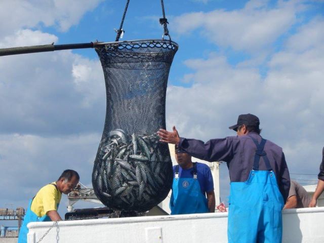 捕った魚をその場で漁師さんがさばいてお召し上がりいただけます。※お持ち帰りできません。