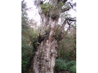 推定樹齢7200年とも言われる縄文杉