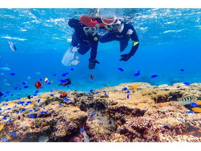 色鮮やかな熱帯魚に囲まれて感動の瞬間