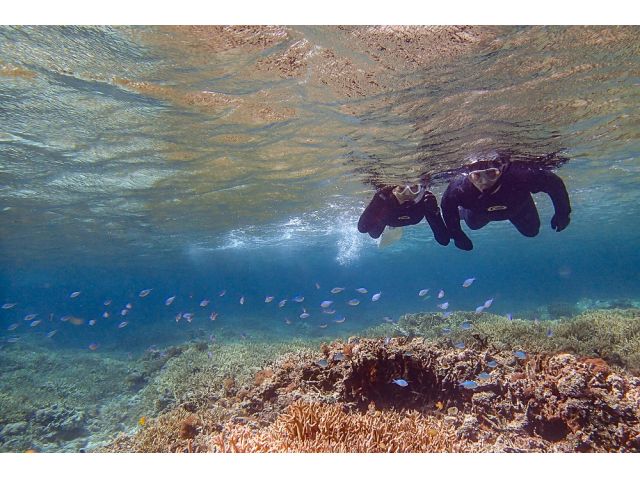 沖合ではデバスズメダイの大群に遭遇