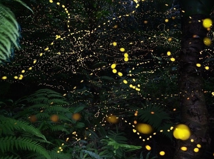 �����̎��Ԃ�30�`40���B���̌�A�Èłɕ�܂��ƁA�n�ʂł͓~�ɐ����ɂȂ�I�I�V�}�}�h�{�^���̗c��������n�߂܂��B