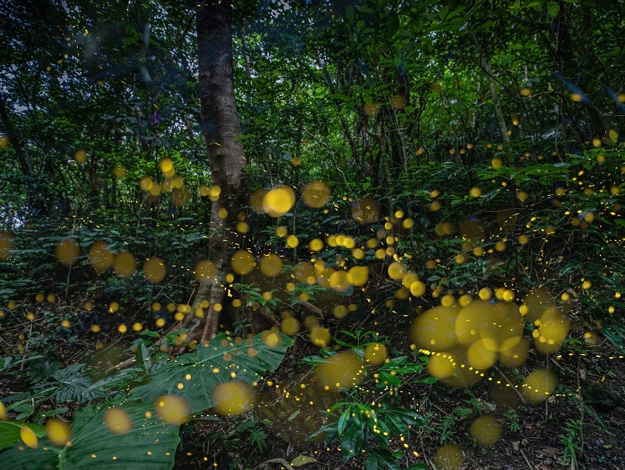 �����E�L���E�R�m�n�Y�N�⃄�G���}�A�I�K�G���̖������S�n�悢BGM�ƂȂ��ĕ������Ă��܂�