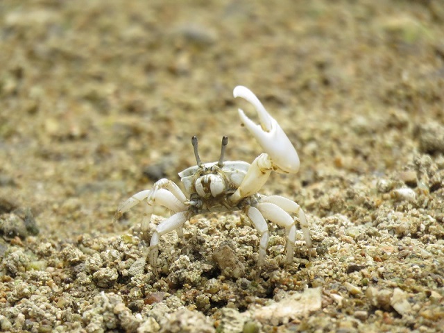 傫ȃnT~UグĂ̂̓IX̃VI}lLBXɑ΂鋁̃|[YBƂĂłB