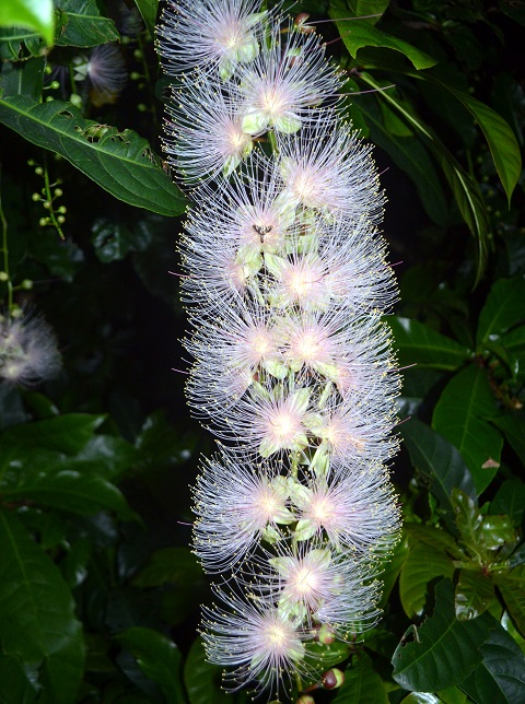 期間限定 一夜限りの儚い花 車で行くサガリバナ観賞ツアー フィールドネイチャー石垣島 じゃらん遊び体験