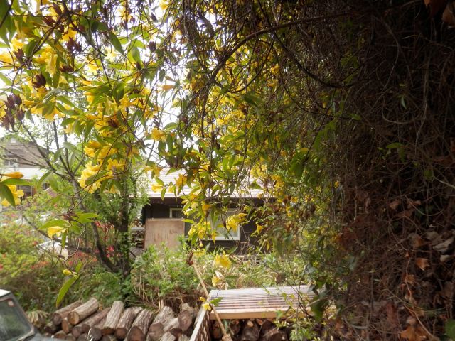 春になったらジャスミンの花が迎えてくれます♪