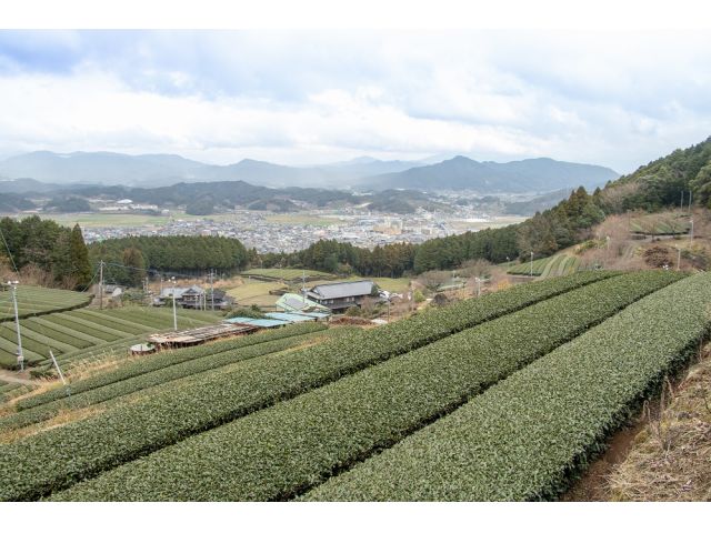 茶畑(イメージ)