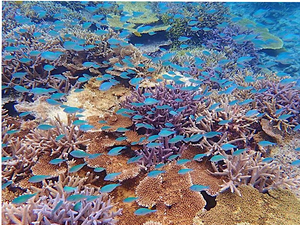 キレイなサンゴ礁のポイントでシュノーケリング〜