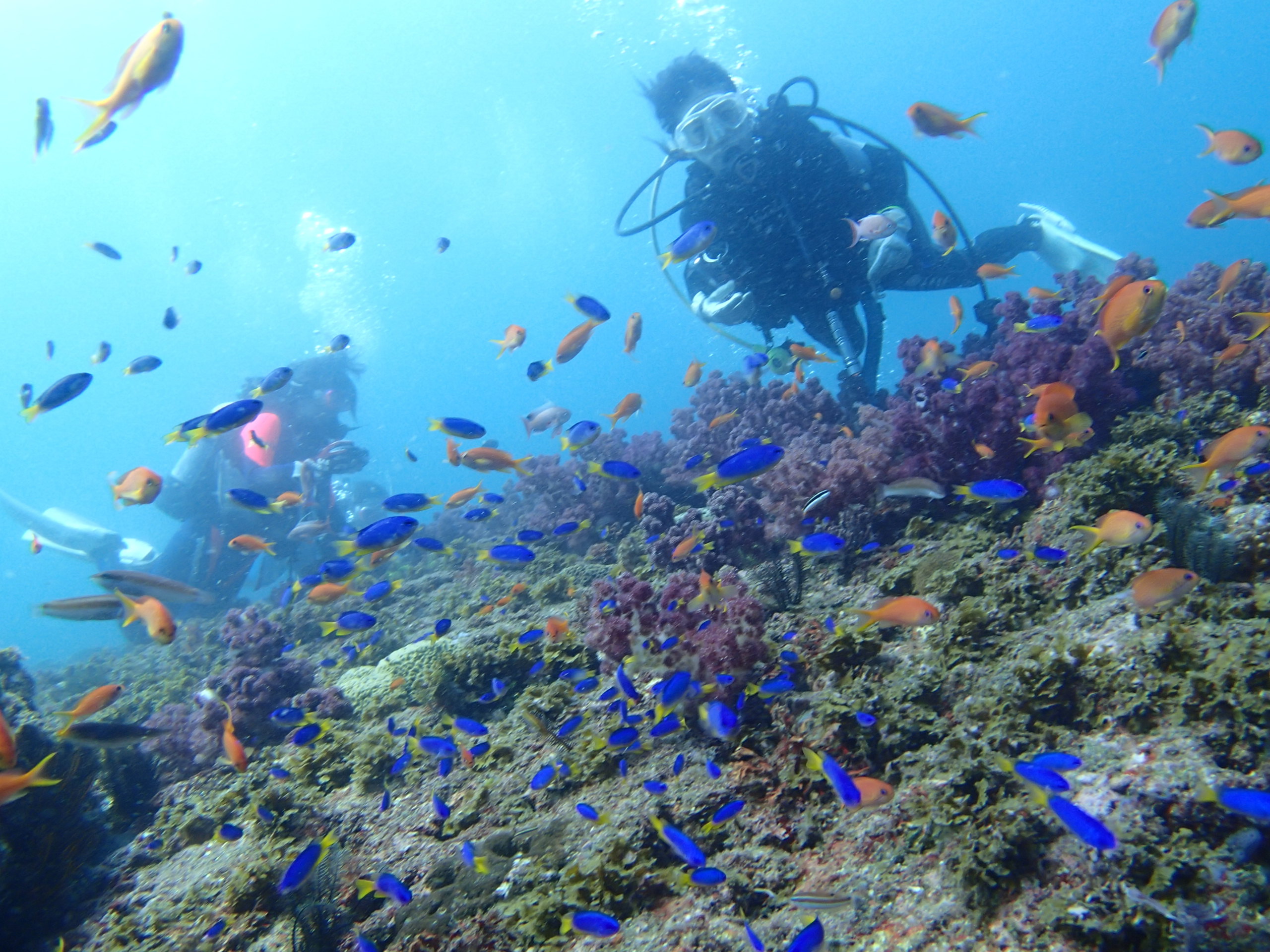 伊豆の代表的な ソラスズメダイとキンギョハナダイ