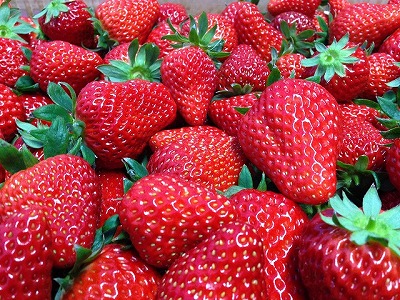 イチゴがカビだらけ 土方洋蘭いちご園の口コミ じゃらんnet イチゴがカビだらけ 土方洋蘭いちご園の口コミ じゃらんnet