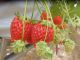 甘くて大きいイチゴ