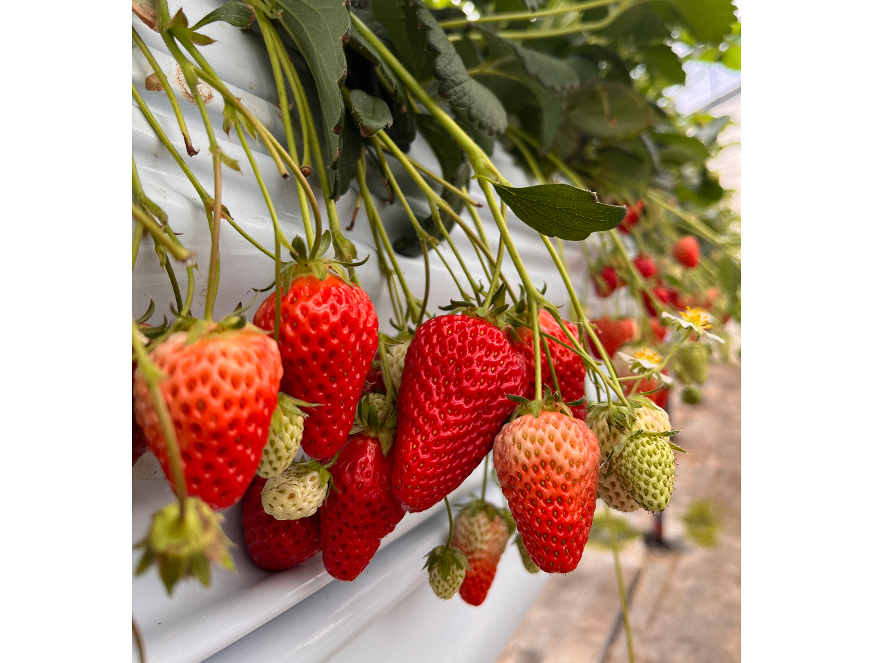 �������̗l�q